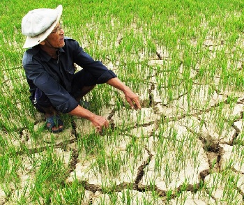 Bàn giải pháp ứng phó biến đổi khí hậu trong sản xuất nông nghiệp trên địa bàn tỉnh Đồng Nai_Hình 1.jpg