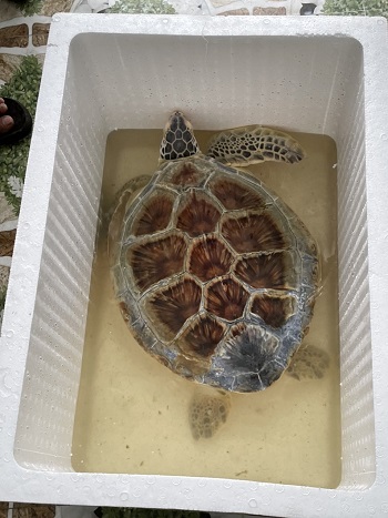 Chi cục Thủy Sản Đồng Nai tiếp nhận một cá thể rùa biển và bàn giao cho trạm bảo tồn động vật hoang dã_hình 2.jpg