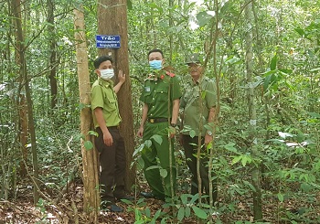 Công tác bảo tồn các loài thực vật rừng quý hiếm_hình 1.jpg