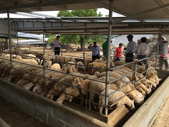 Giải pháp chăn nuôi dê, cừu thích ứng với biến đổi khí hậu_hình 2.jpeg