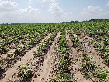 Hiện trạng trồng Sắn (Khoai mì) tại huyện Nhơn Trạch vụ Hè Thu 2018_hình 2.jpg