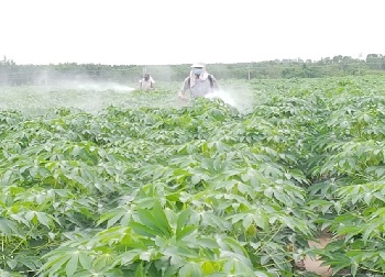 Hiện trạng trồng Sắn (Khoai mì) tại huyện Nhơn Trạch vụ Hè Thu 2018_hình 3.jpg