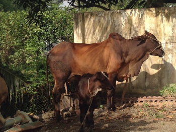 Huyện Vĩnh Cửu Lai tạo thành công bò BBB trên nền bò cái lai Sind bằng phương pháp thụ tinh nhân tạo_Hình 1.JPG