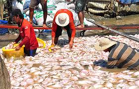 Hơn 12  tỷ đồng hỗ trợ cho người dân bị thiệt hại do cá chết hàng loạt trên sông La Ngà, huyện Định Quán_Hình 1.jpg