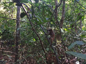 Hạt Kiểm lâm liên huyện Trảng Bom - Thống Nhất Cứu hộ, bảo tồn Động vật rừng quý hiếm nhóm IB_Hình 2.jpg