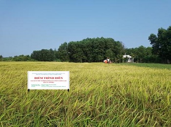 Sản xuất thử nghiệm giống lúa tím chất lượng cao trên địa bàn huyện Long Thành_hình 1.jpg