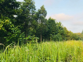 Kiểm tra việc thực hiện công tác quản lý bảo vệ, phát triển rừng trên địa bàn huyện Tân Phú_hình 4.jpg