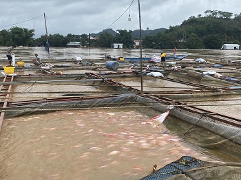 Mưa bão, ngập lụt gây thiệt hại thủy sản nuôi lồng bè _hình 1.jpg