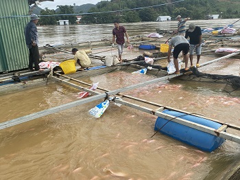 Mưa bão, ngập lụt gây thiệt hại thủy sản nuôi lồng bè _hình 4.jpg