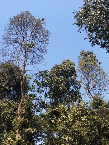 công tác quản lý, bảo vệ cây ươi năm 2024 trên địa bàn huyện Vĩnh Cửu_hình 1.jpg