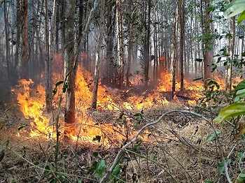 diễn tập chữa cháy rừng mùa khô 2023 – 2024 tại Ban Quản lý rừng phòng hộ Xuân Lộc_hình 2.JPG
