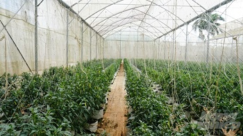 nông nghiệp công nghệ cao Đồng Nai 'về đích' sớm, vượt mục tiêu_hình 1.jpg