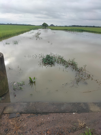 thiệt hại về trồng trọt, chăn nuôi do mưa lớn gây ra trên địa bàn tỉnh trong hai ngày cuối tháng 7_hình 1.png