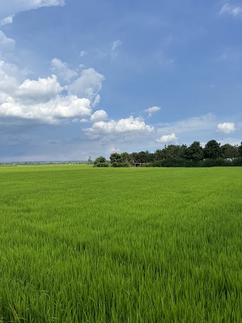 thực hiện Kế hoạch chuyển đổi cơ cấu cây trồng trên đấttrồng lúa tỉnh Đồng Nai năm 2023_hình 3.jpg