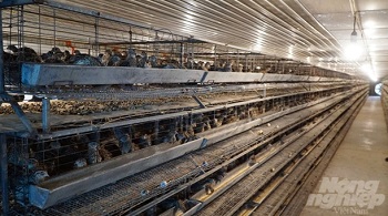 trại chim cút mỗi ngày xuất hàng trăm ngàn trứng đi Mỹ, Nhật_hình 1.jpg