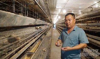 trại chim cút mỗi ngày xuất hàng trăm ngàn trứng đi Mỹ, Nhật_hình 3.jpg
