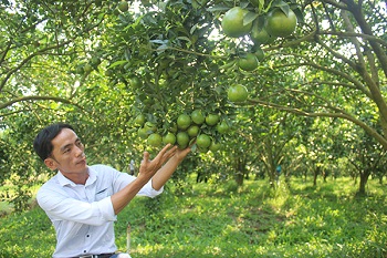 ​tỉnh Đồng Nai phê duyệt Đề án phát triển nông nghiệp hữu cơ2.jpg