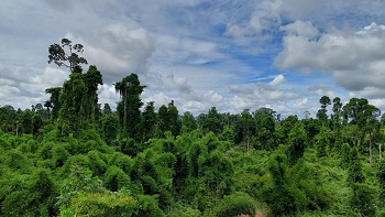 Đồng Nai là tỉnh có tỷ lệ độ che phủ rừng cao nhất khu vực Đông Nam Bộ_hình 4.jpg